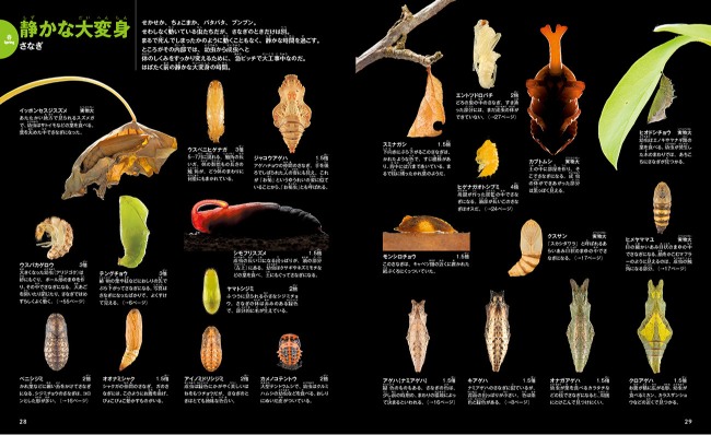 『昆虫のふしぎ発見図鑑』が発売の画像