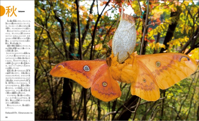 『昆虫のふしぎ発見図鑑』が発売の画像