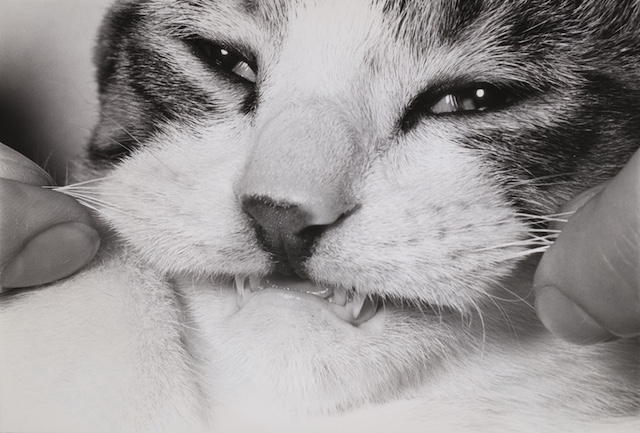 『レイブンズ』サスケ作品写真