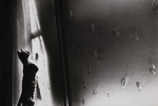 『レイブンズ』サスケ作品写真