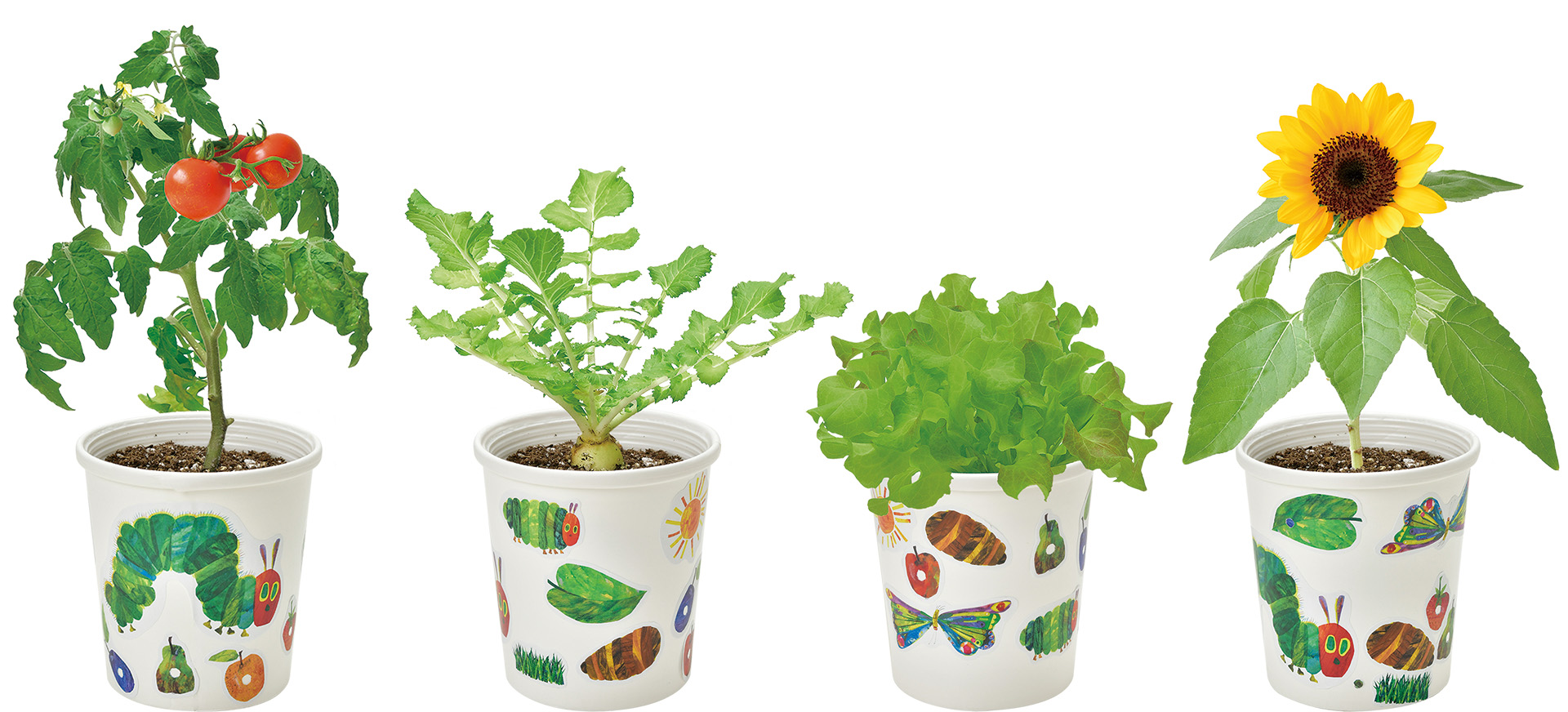 「はらぺこあおむし」の栽培キットが発売の画像