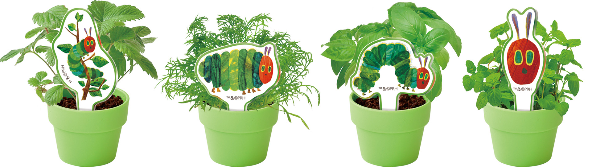 「はらぺこあおむし」の栽培キットが発売の画像