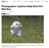 人気漫画家が“走るフクロウ”をイラスト化の画像