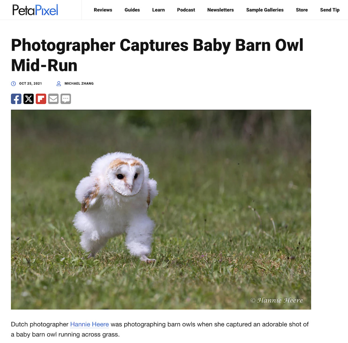 人気漫画家が“走るフクロウ”をイラスト化の画像