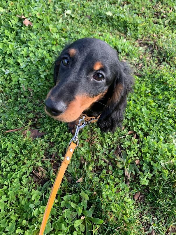 辻仁成『犬と生きる』発売前重版の画像