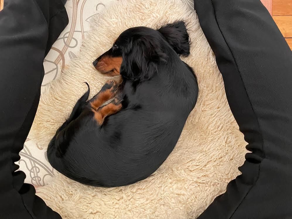 辻仁成『犬と生きる』発売前重版の画像