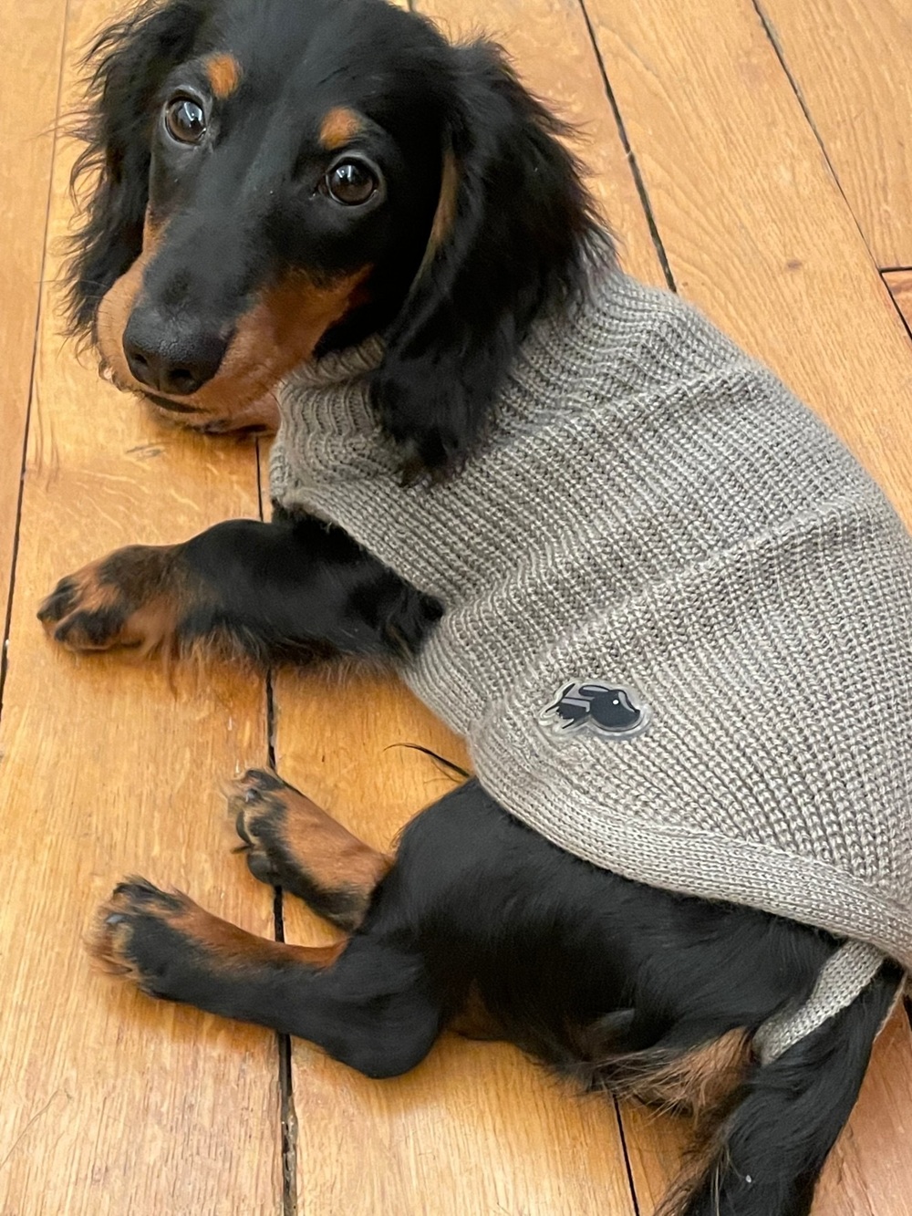 辻仁成『犬と生きる』発売前重版の画像