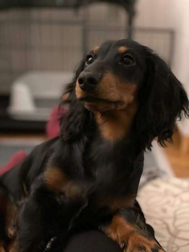 辻仁成『犬と生きる』発売前重版の画像