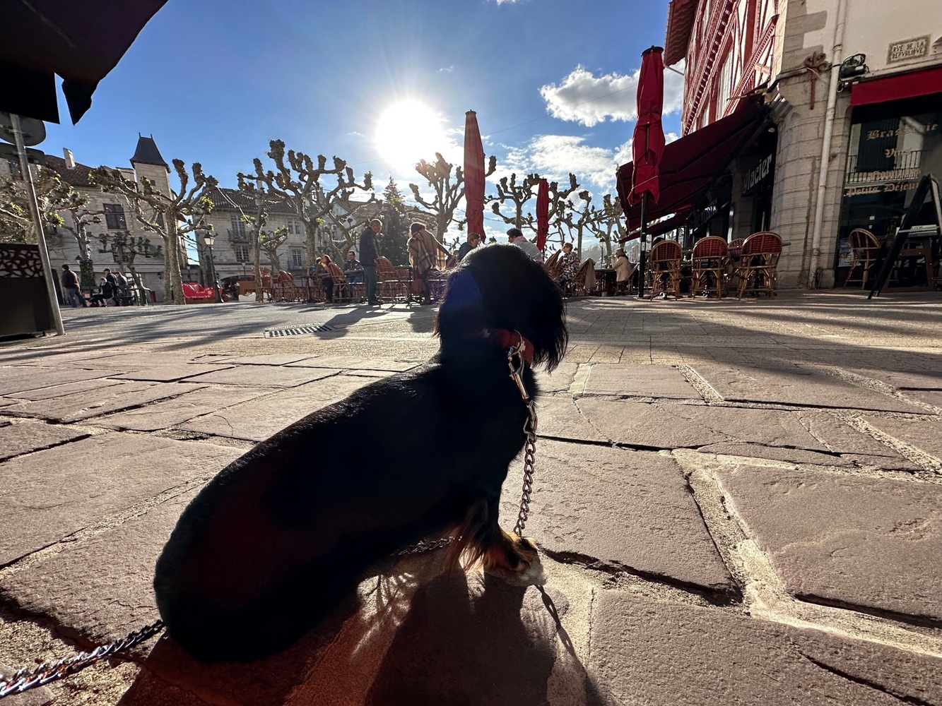 辻仁成『犬と生きる』発売前重版の画像