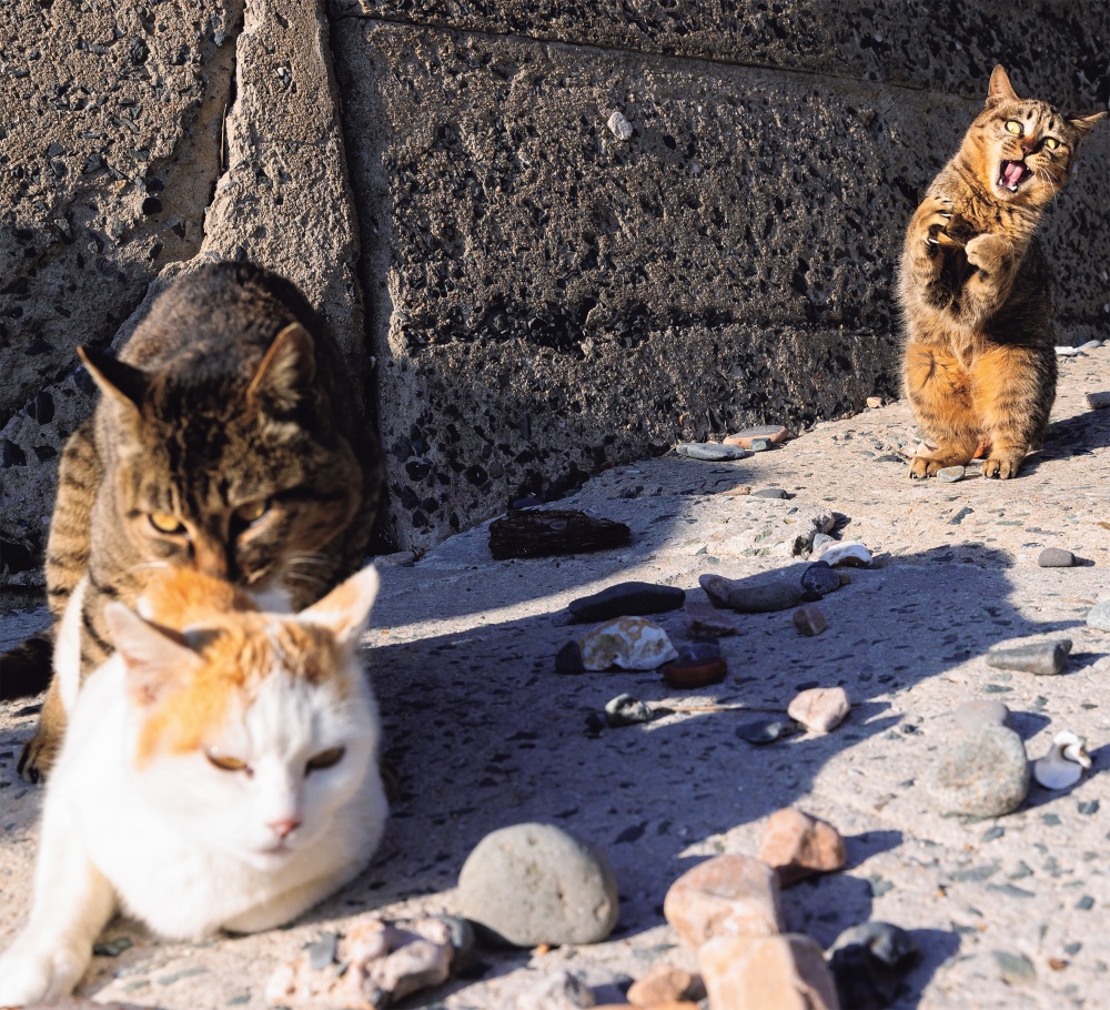 猫写真集『これネコ　それネコ？』が発売　の画像