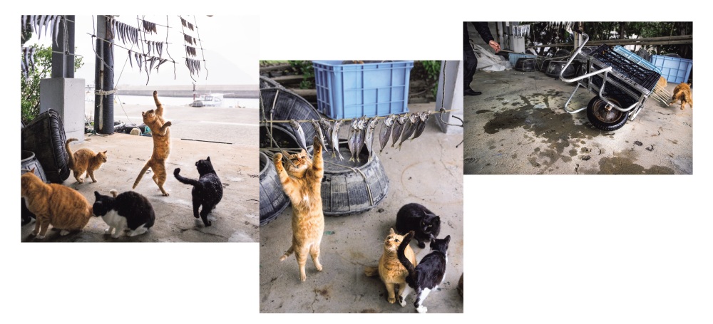 猫写真集『これネコ　それネコ？』が発売　