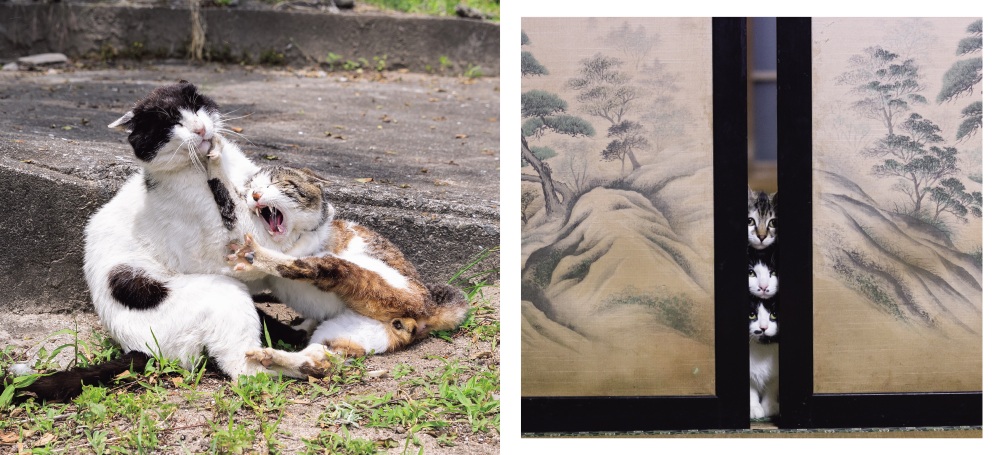 猫写真集『これネコ　それネコ？』が発売　の画像