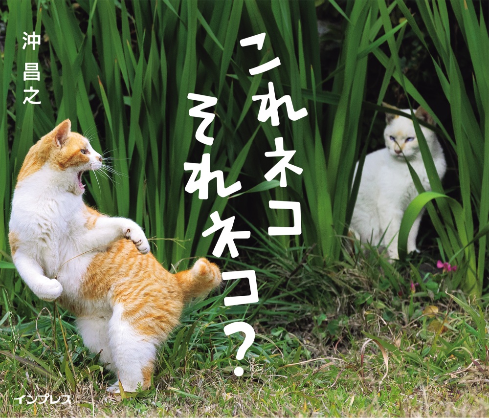 猫写真集『これネコ　それネコ？』が発売　の画像