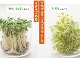 ブロッコリースプラウトの魅力を解説本が話題の画像