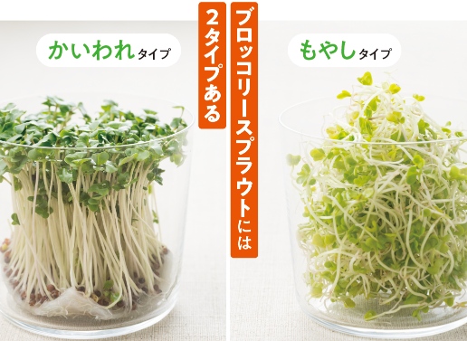 ブロッコリースプラウトの魅力を解説本が話題の画像