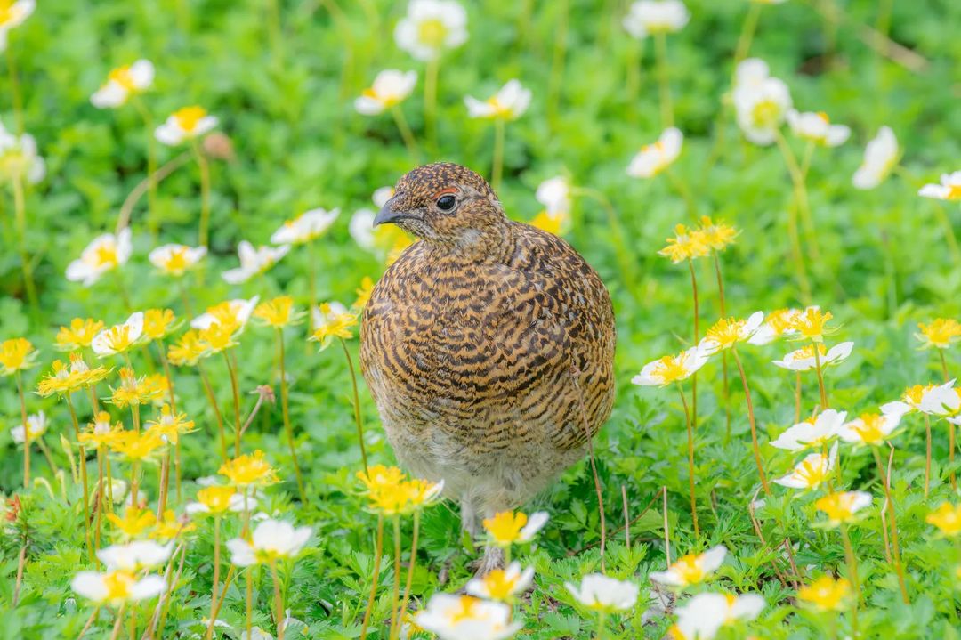 花の楽しみ方満載のムックに注目の画像