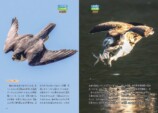 『鳥のなかま＆分類・系統図鑑』が発売の画像