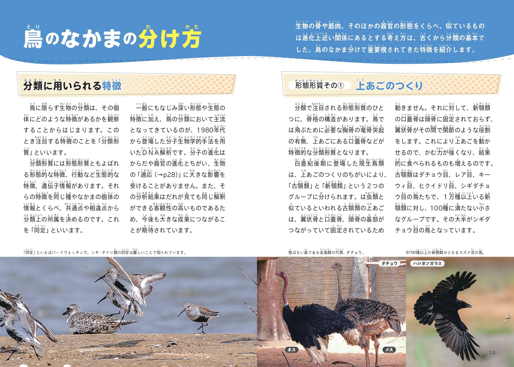 『鳥のなかま＆分類・系統図鑑』が発売の画像
