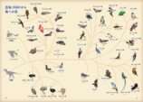 『鳥のなかま＆分類・系統図鑑』が発売の画像
