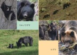 “クマのすべて”がわかる『にっぽんのクマ』が発売の画像