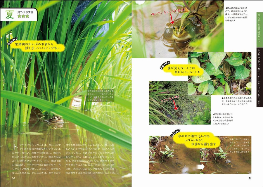 『コツがわかる！カエルの見つけ方図鑑』の画像