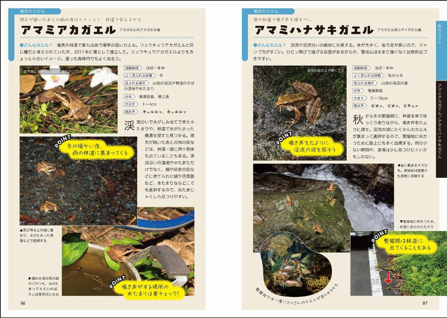『コツがわかる！カエルの見つけ方図鑑』の画像