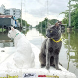 元祖・女子ひとり旅指南本の最新版は「タイ」の画像