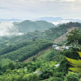 元祖・女子ひとり旅指南本の最新版は「タイ」の画像