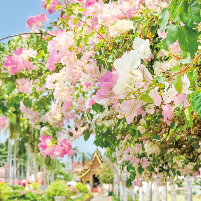 元祖・女子ひとり旅指南本の最新版は「タイ」の画像
