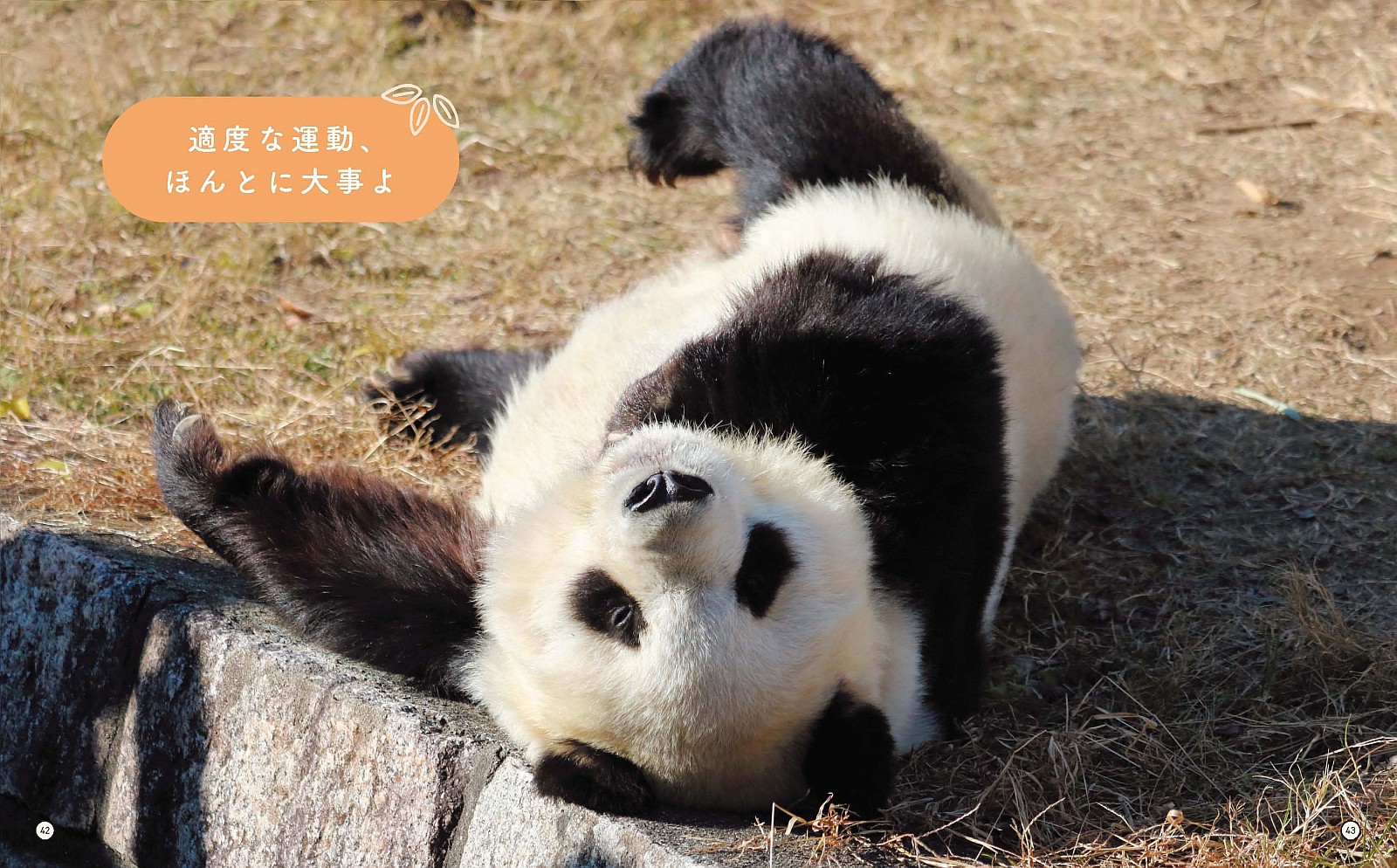 パンダのタンタンと再会できる写真集の画像