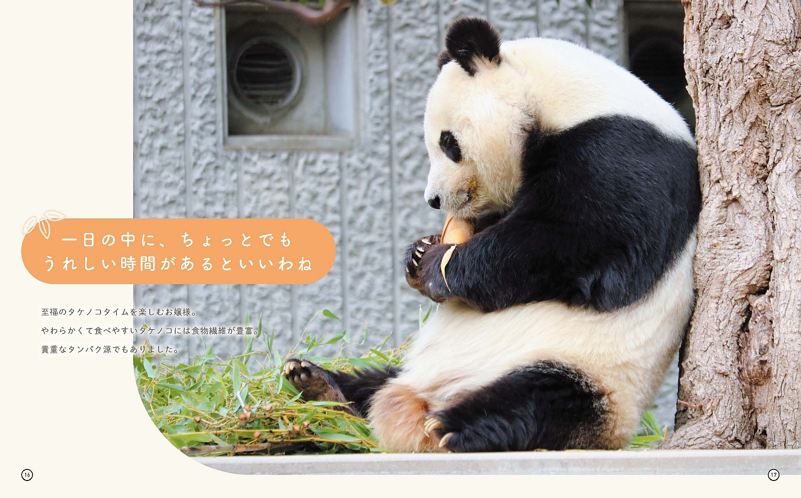 パンダのタンタンと再会できる写真集の画像