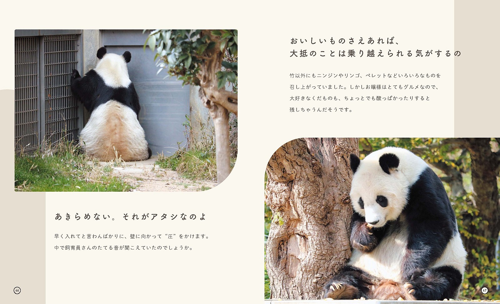 パンダのタンタンと再会できる写真集の画像