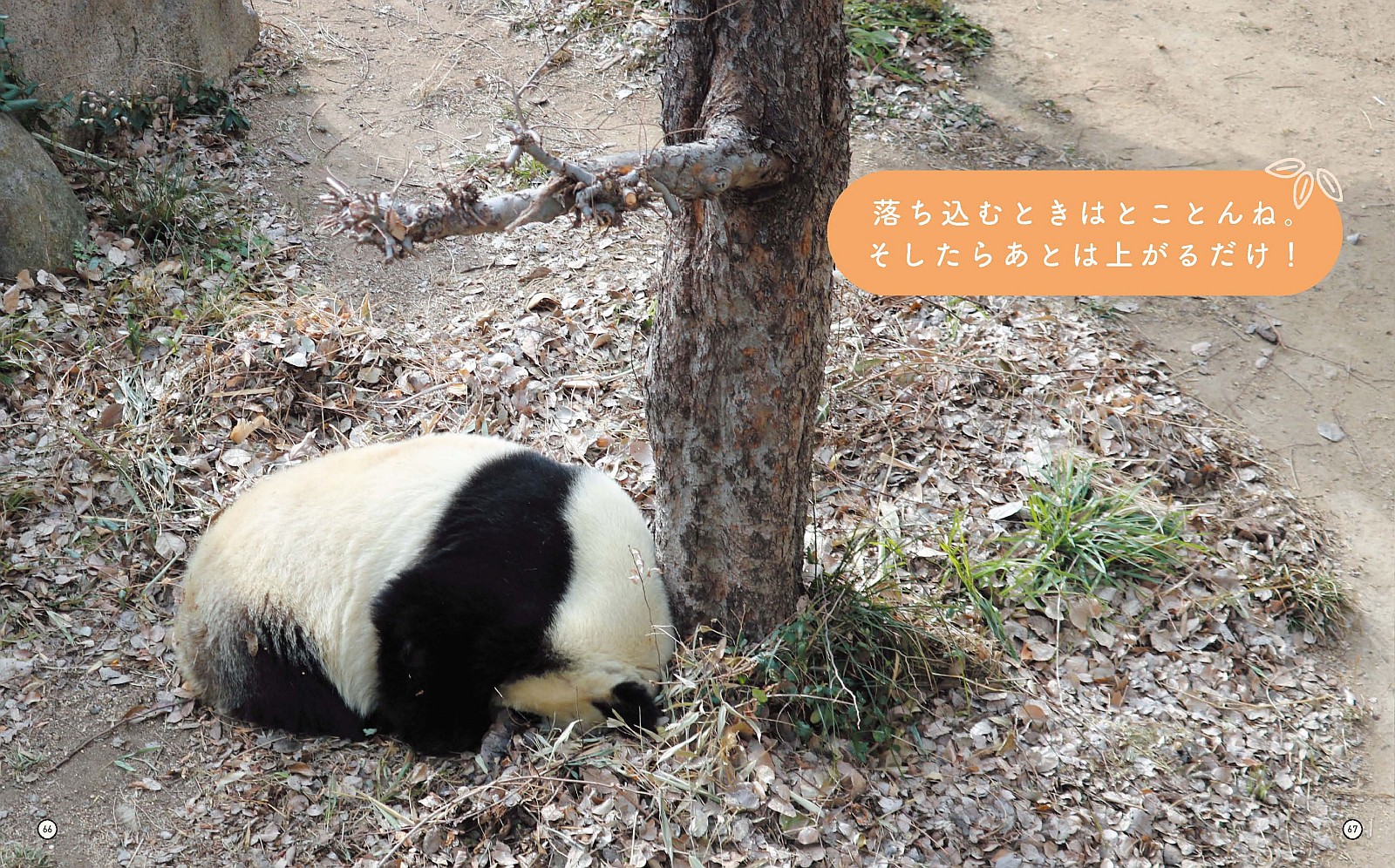 パンダのタンタンと再会できる写真集の画像