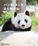 パンダのタンタンと再会できる写真集の画像