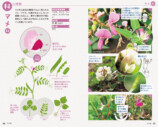 SNSで約2万回植物の名前を答えた著者の書籍とはの画像