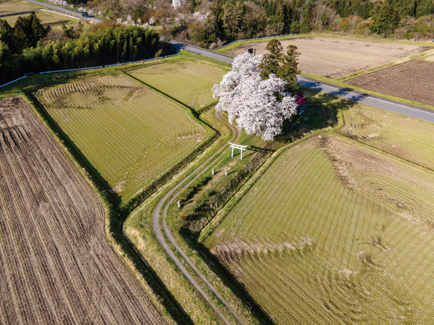 『田んぼのまん中のポツンと神社』の画像