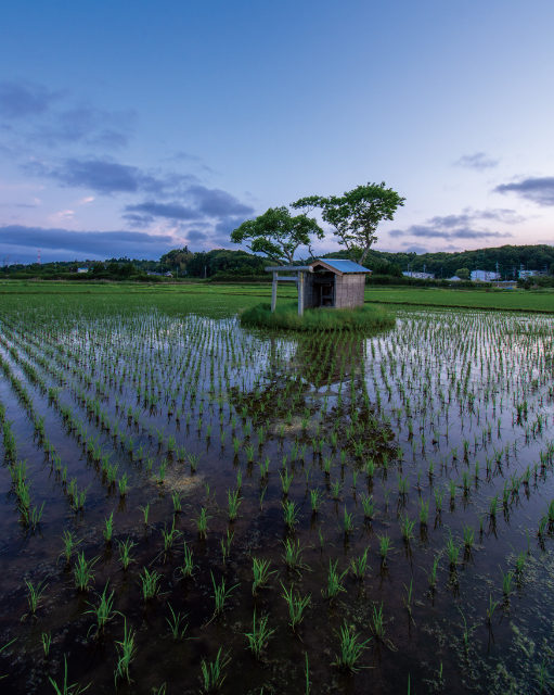 『田んぼのまん中のポツンと神社』の画像