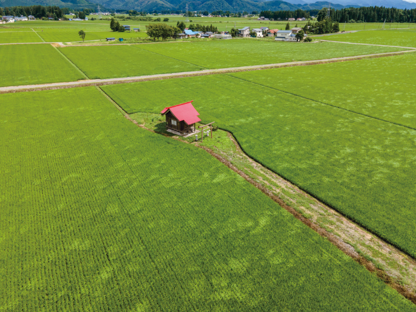 『田んぼのまん中のポツンと神社』の画像
