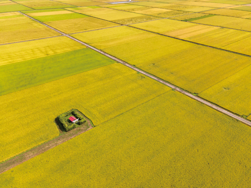 『田んぼのまん中のポツンと神社』の画像