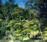 『儚く脆いもの』初回限定盤