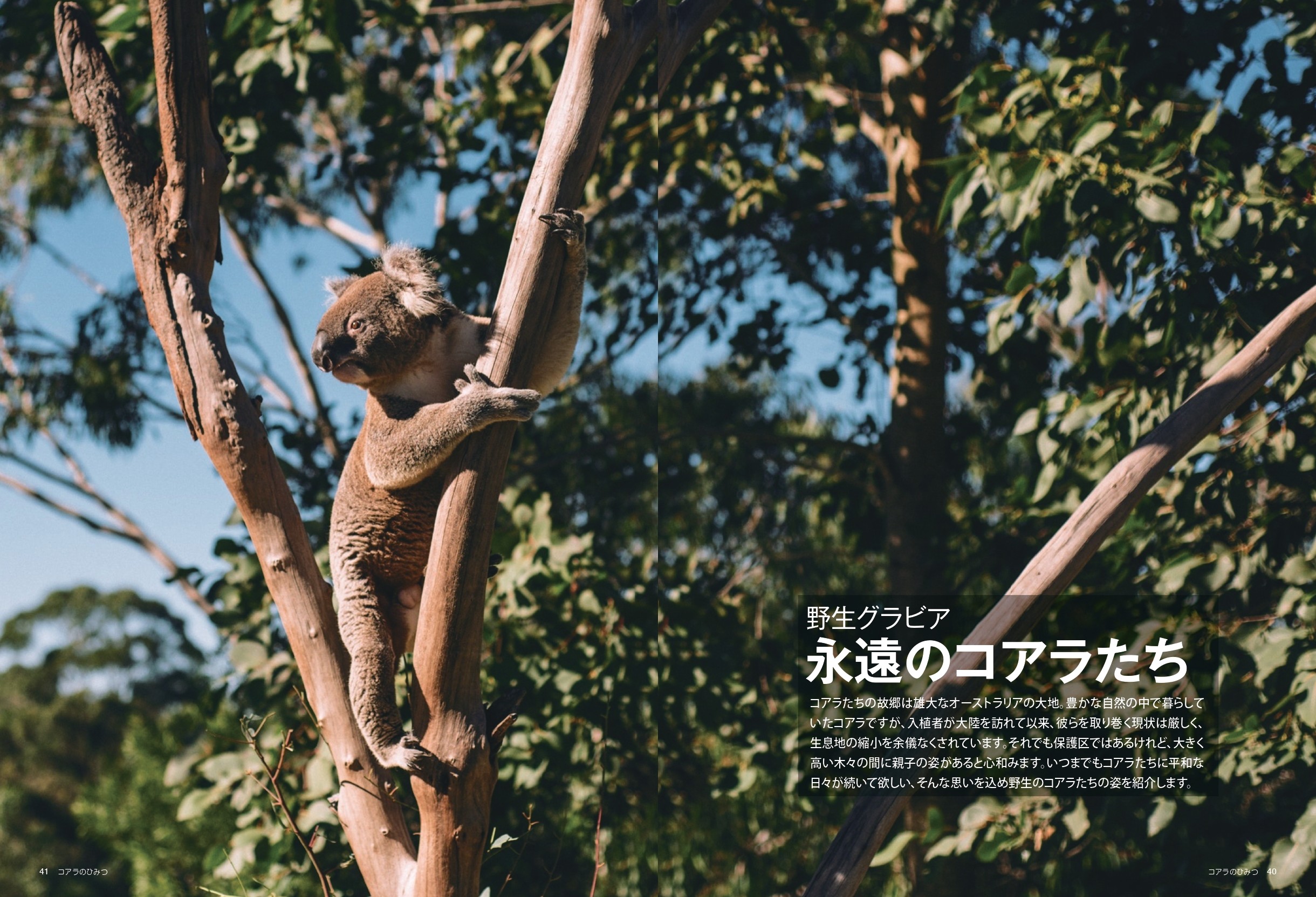 『コアラのひみつ』が発売の画像