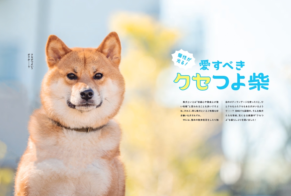 SNSで話題の“クセつよ”柴犬を大特集の画像