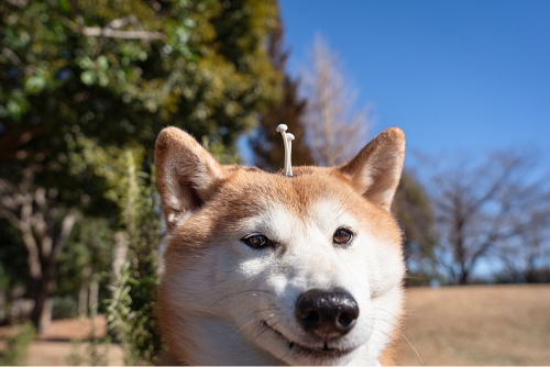 SNSで話題の“クセつよ”柴犬を大特集の画像