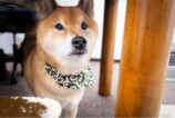 SNSで話題の“クセつよ”柴犬を大特集の画像