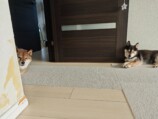 SNSで話題の“クセつよ”柴犬を大特集の画像