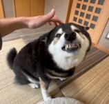 SNSで話題の“クセつよ”柴犬を大特集の画像