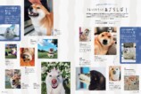 SNSで話題の“クセつよ”柴犬を大特集の画像