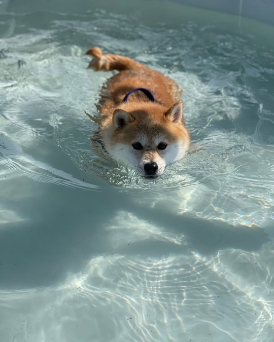 SNSで話題の“クセつよ”柴犬を大特集の画像