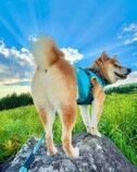 SNSで話題の“クセつよ”柴犬を大特集の画像