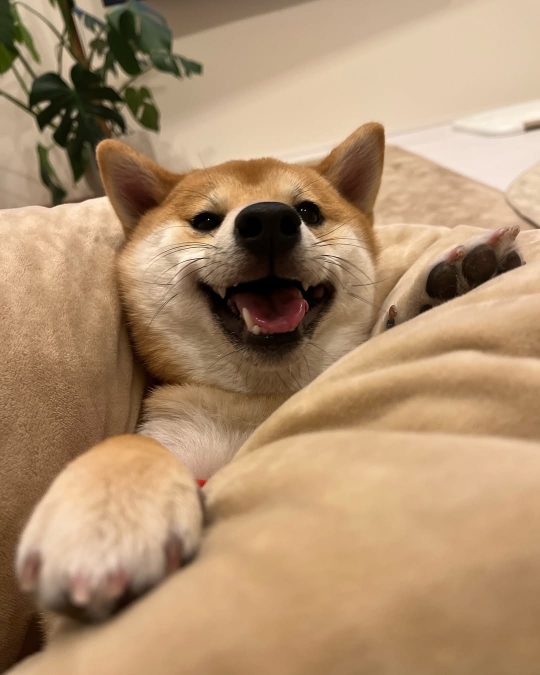 SNSで話題の“クセつよ”柴犬を大特集の画像